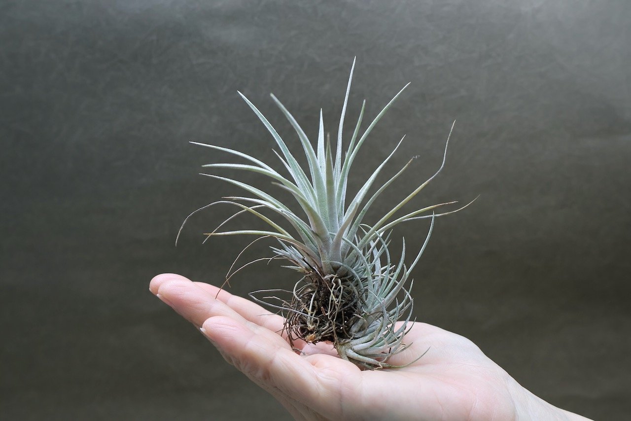 カルビンスキアーナ 17号 | air-plants TENGU-DO