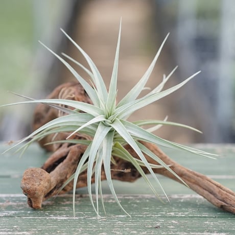 ヘドロ沼 様　ご確認用　イオナンタ　プレデター チランジア ／ イオナンタ プレデター (T.ionantha 'Predator