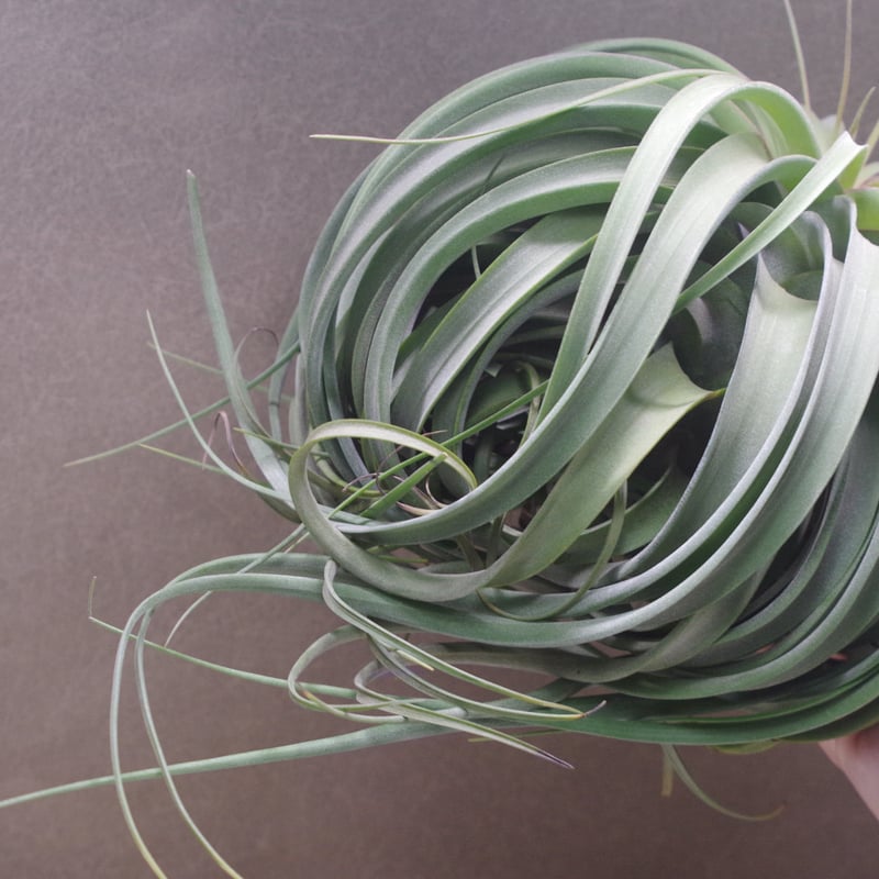 コンコロール×ストレプトフィラ 2XLサイズ01号 | air-plants コンコロール×ストレプトフィラ 2XLサイズ01号 | air-plants