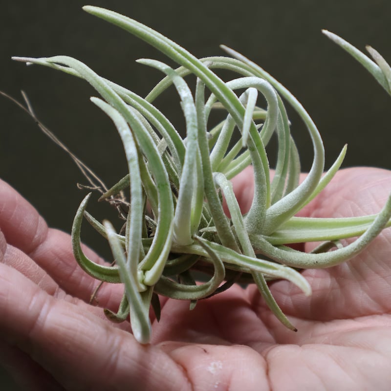 グラブリオール クランプ 19号 | air-plants TENGU-DO