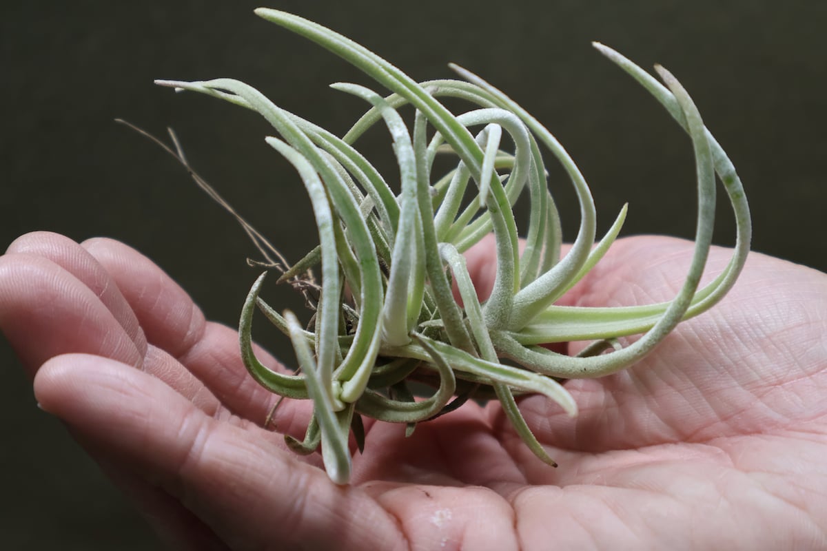 ギリエシークランプ　Tillandsia ギリエシークランプ Tillandsia アエラントス × ベルゲリー