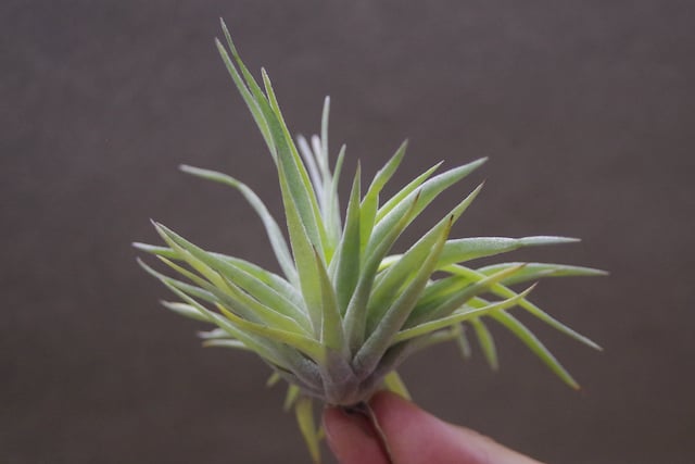 プラギオトロピカ 06号 | air-plants TENGU-DO プラギオトロピカ 06号 | air-plants TENGU-DO