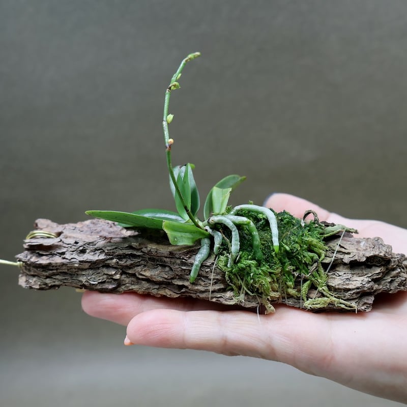 エランギス ルテオアルバ ロードスティクタ 01号 | air-plants TENGU-DO