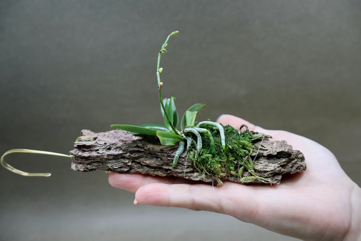 エランギス ルテオアルバ ロードスティクタ 01号 | air-plants TENGU-DO
