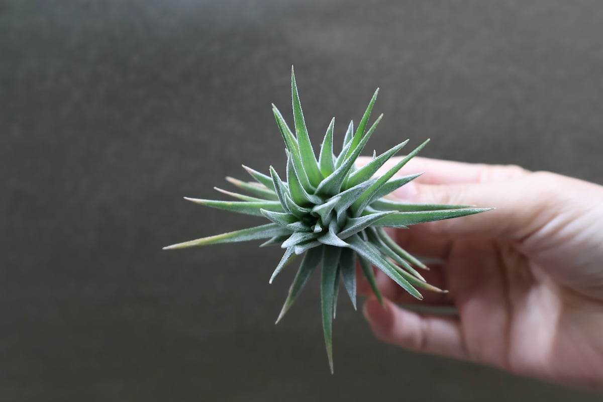 イオナンタ バンハイニンギー ハイブリッド 01号 | air-plants TENGU-DO