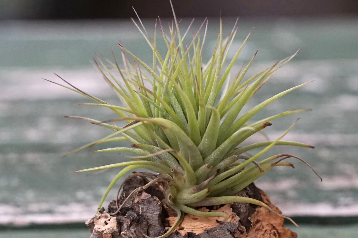スタッフ特選】イオナンタ・ファットボーイ コルク着生 | air-plants