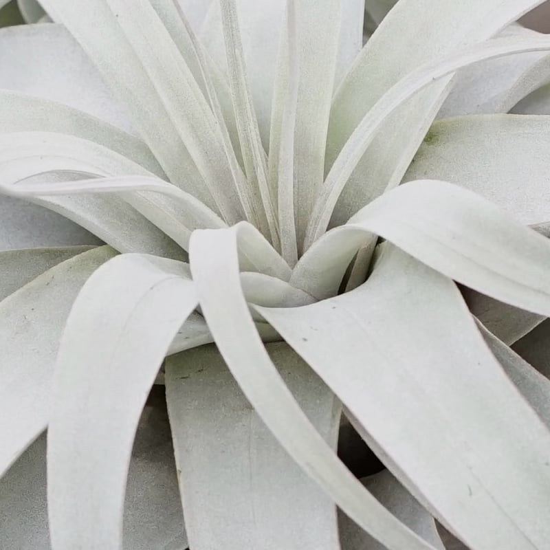 キセログラフィカ 薄ピンク (くるくるロングリーフ)　特大 スタッフ特選】キセログラフィカ ロングリーフ A号 | air-plants TENGU-DO