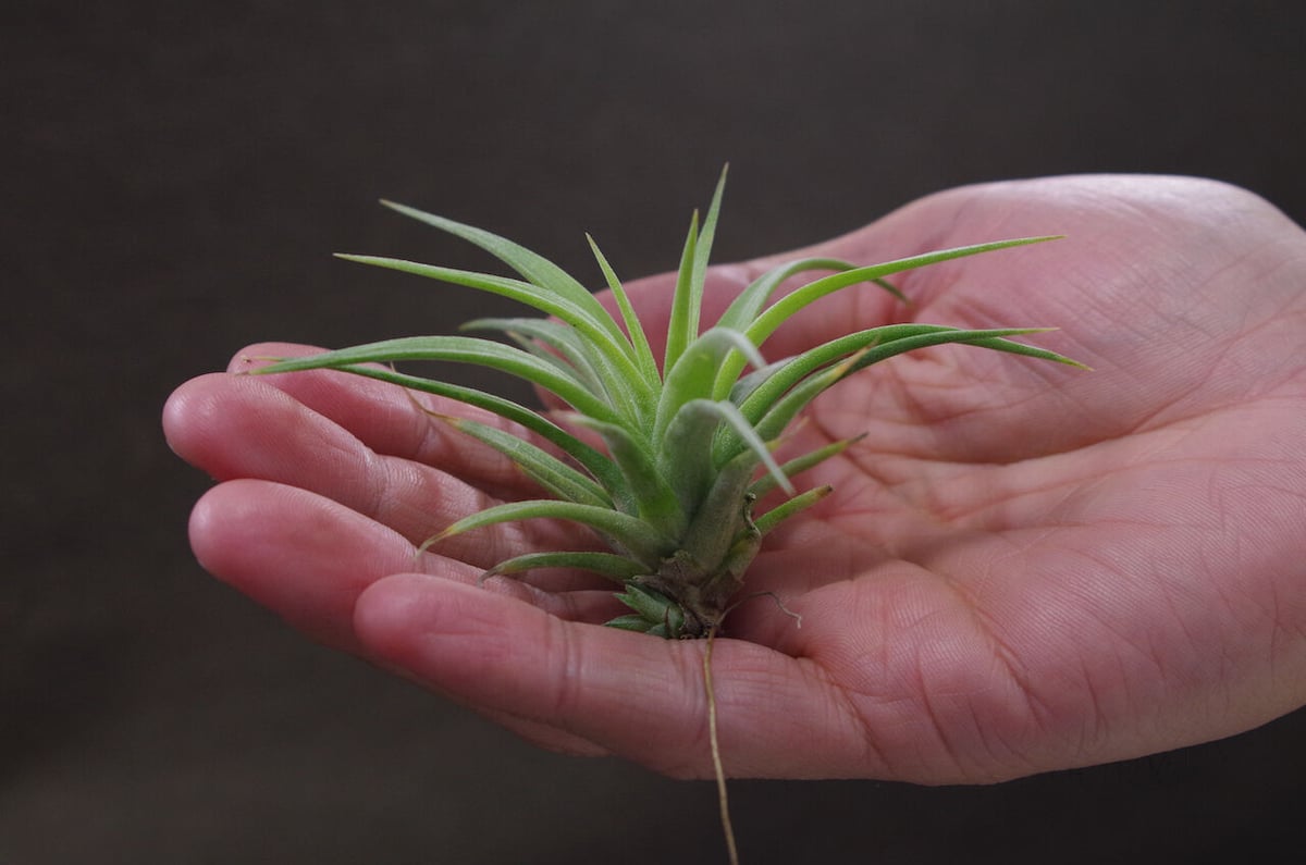 マジェスティック × イオナンタバンハイニンギー 03号 | air-plants 