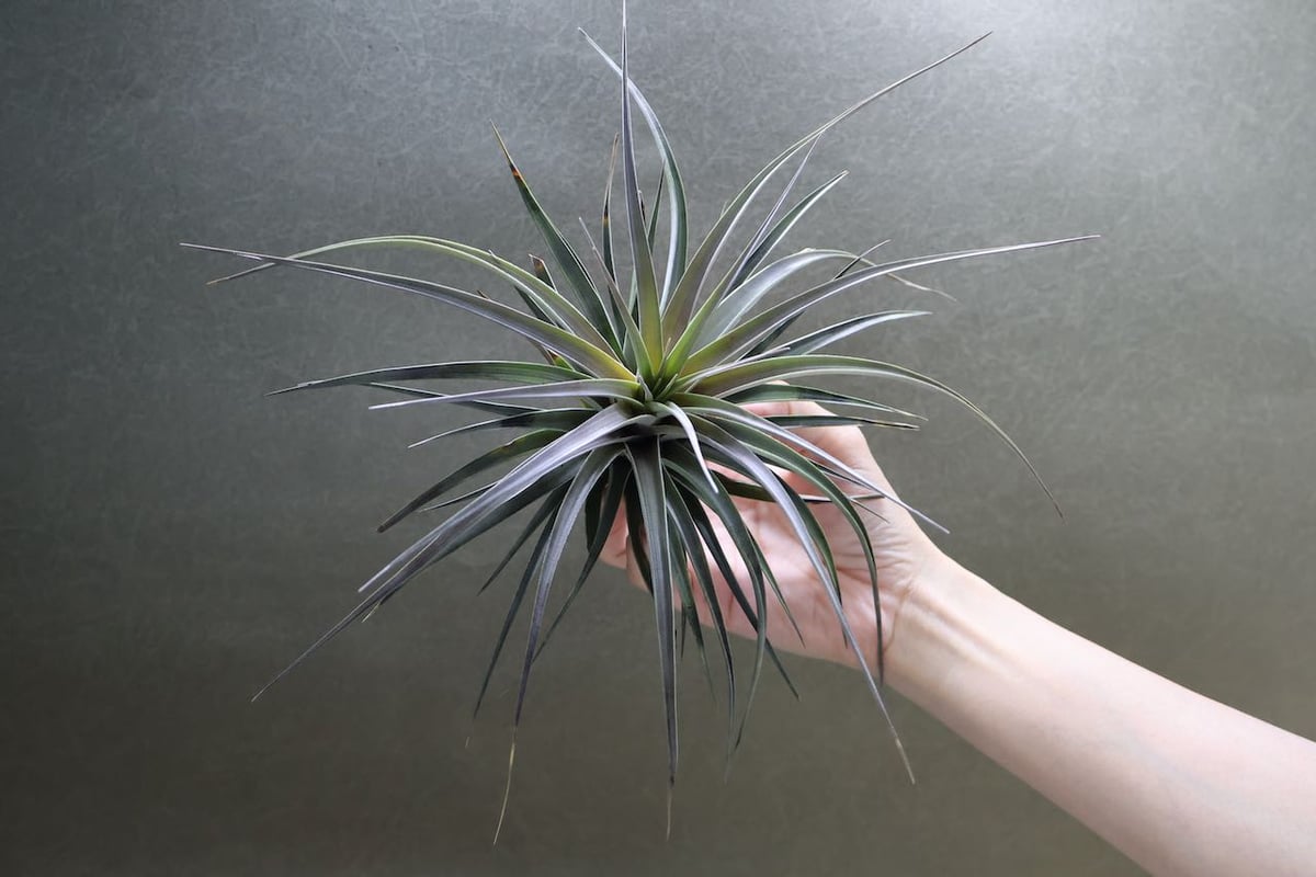 ヴェルニコーサ／べルニコーサ 20号 | air-plants TENGU-DO