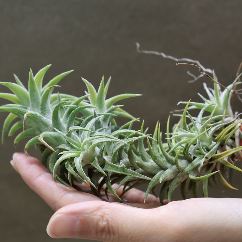 イオナンタ バンハイニンギー 142号 | air-plants TENGU-DO