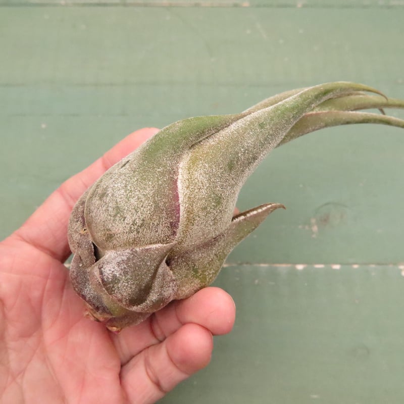 壺型普及種5点セット【スタッフ特選】 | air-plants TENGU-DO