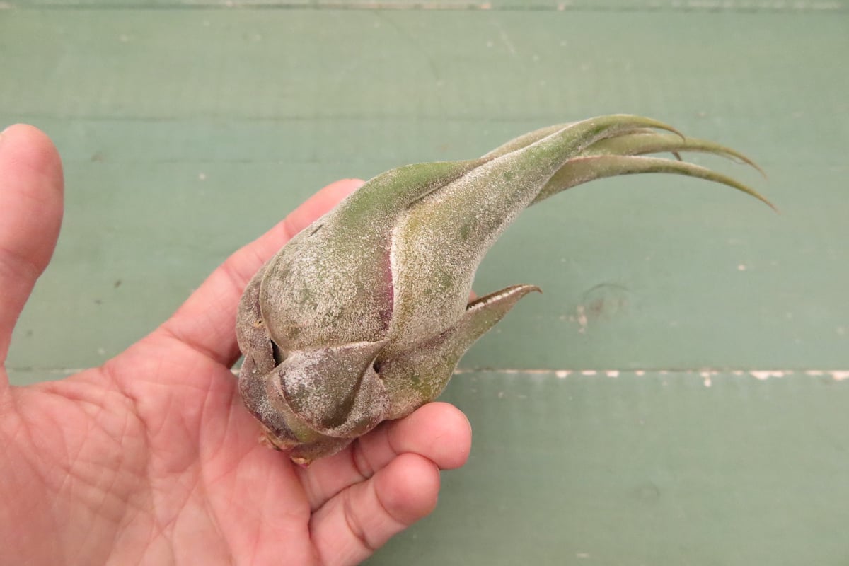 壺型普及種5点セット【スタッフ特選】 | air-plants TENGU-DO