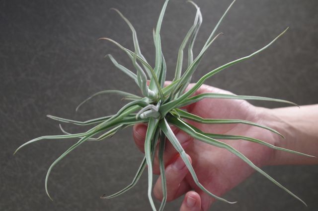 ライヘンバッキー 01号 | air-plants TENGU-DO