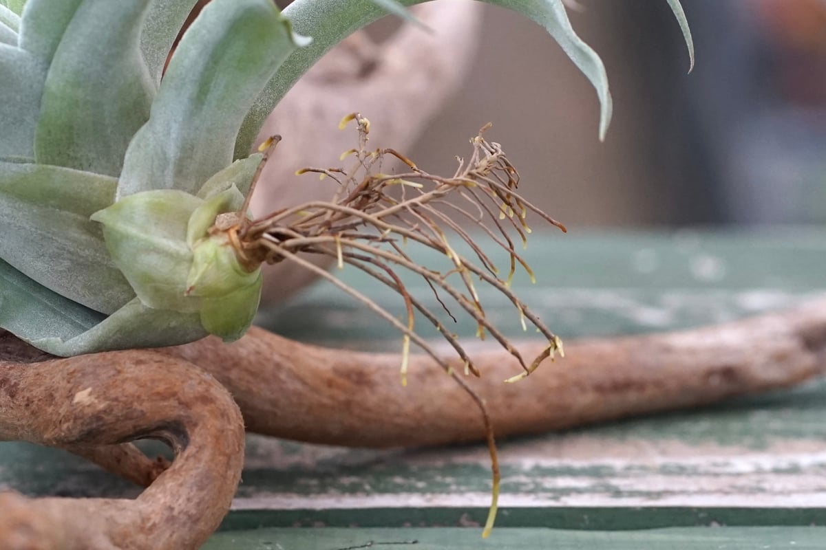 スタッフ特選】カピタータ・シルバーローズ 子株 B号 | air-plants