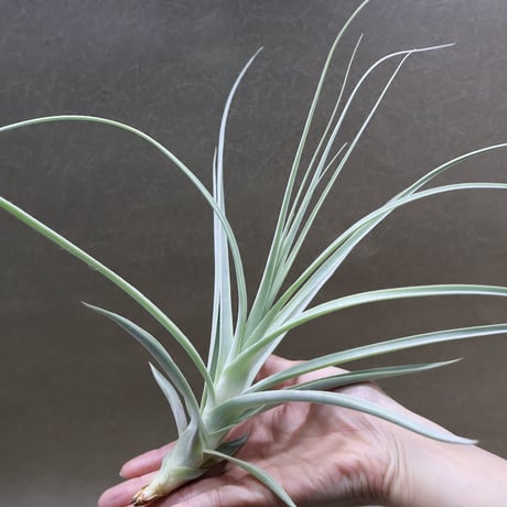 CATEGORY 品種名：Q/R/S/T | air-plants TENGU-DO