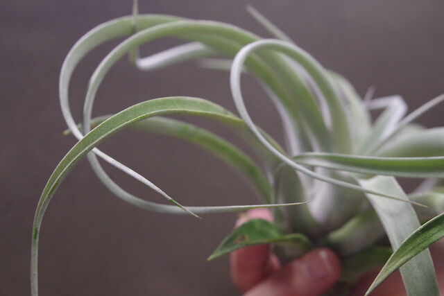 キセログラフィカ × チアペンシス 08号 | air-plants TENGU-DO