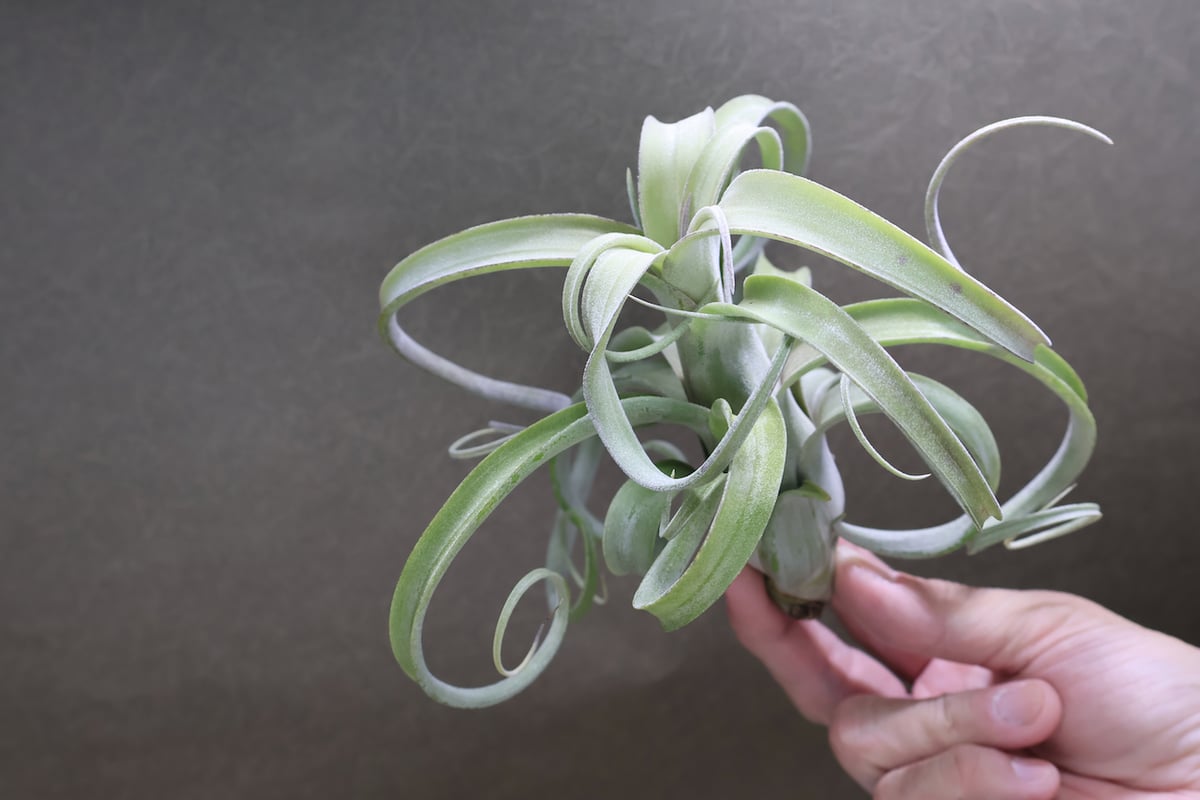 ティランジア カーリースリム × ストレプトフィラ レッド(YCB)