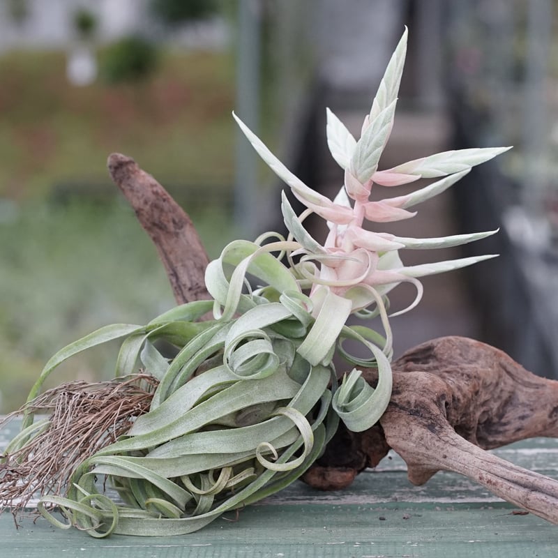 スタッフ特選】ストレプトフィラ Lサイズ 花芽付きB号 | air-plants