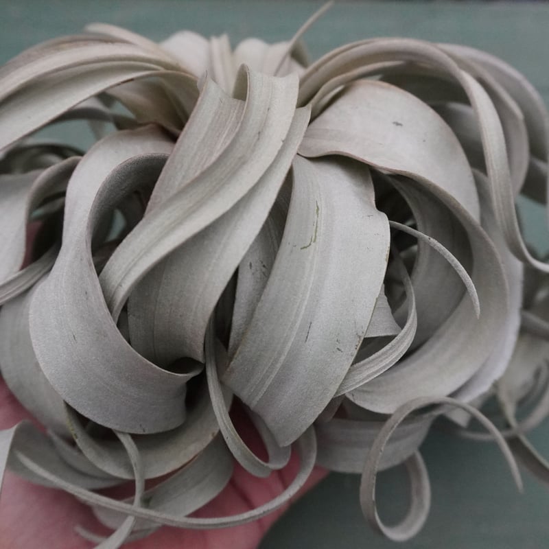 キセログラフィカ M-Lサイズ 特選【スタッフ特選】 | air-plants TENGU-DO