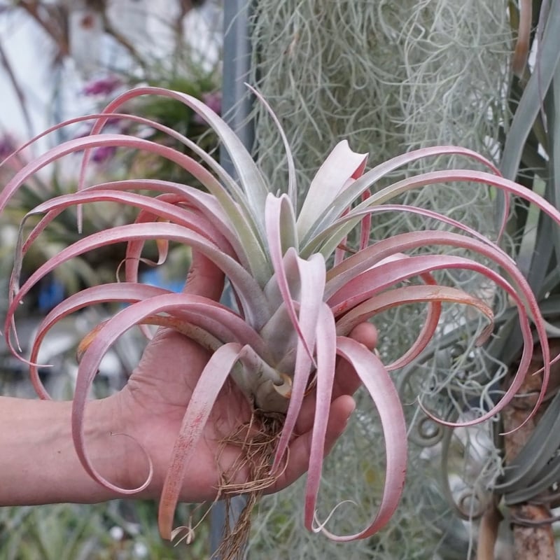 スタッフ特選】ココナッツ・グローブ XL | air-plants TENGU-DO