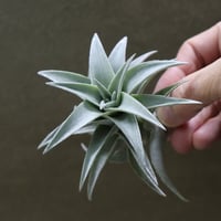 キセログラフィカ × イオナンタバンハイニンギー 05号 | air-plants