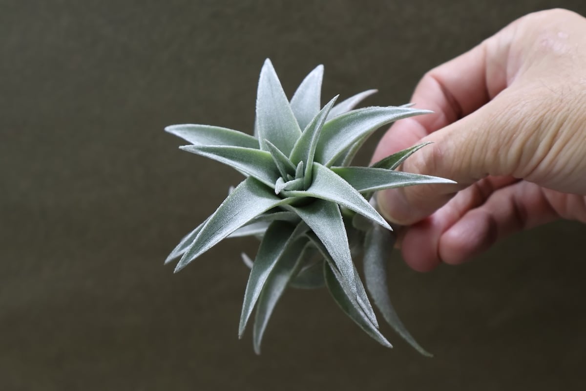 Tillandsia edithiae ティランジア　エディシアエ エディシアエ 70号 | air-plants TENGU-DO