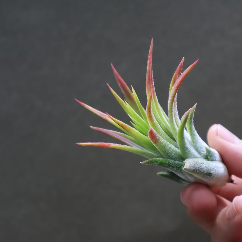 マヤントーテムポール Sサイズ06号 | air-plants TENGU-DO