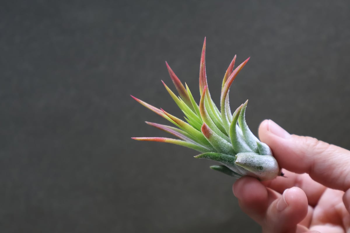 チランジア　マヤントーテムポール　Tillandsia マヤントーテムポール Sサイズ06号 | air-plants TENGU-DO