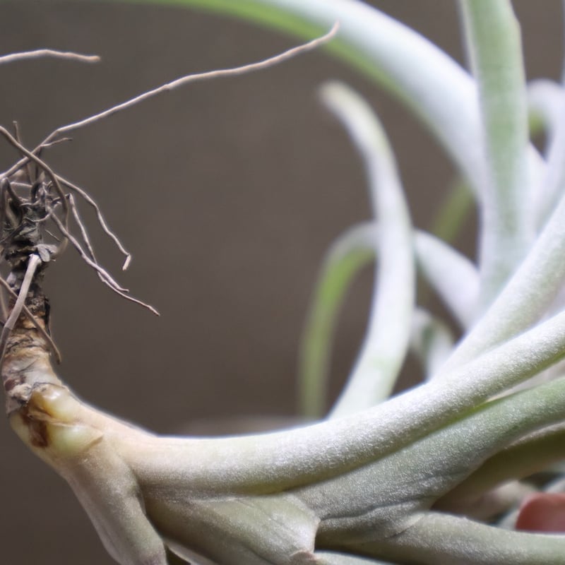 ラティフォリア ディバリカータ 06号 | air-plants TENGU-DO