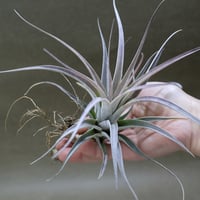イオナンタ アルボマージナータ 48号 | air-plants TENGU-DO