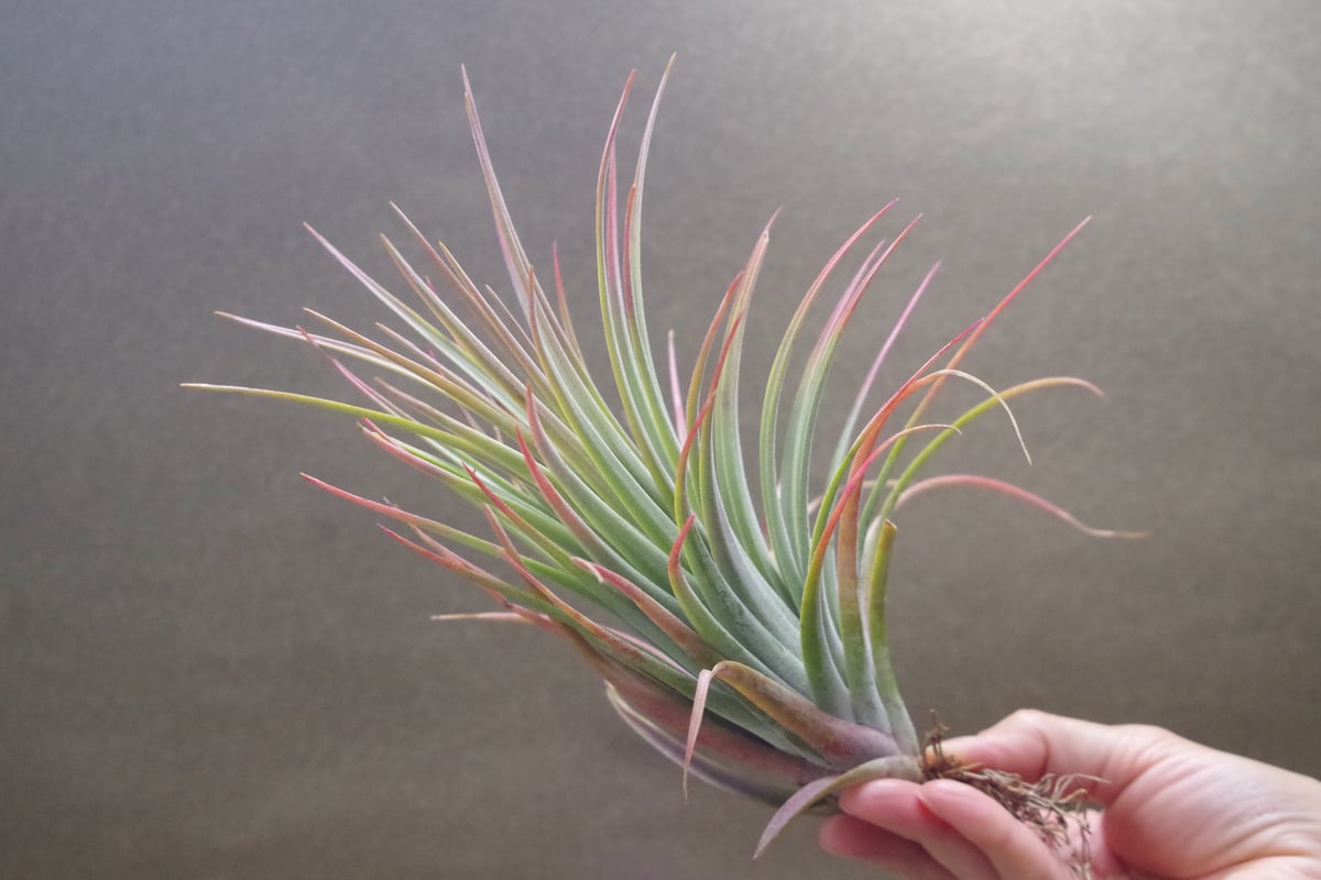 ニドゥス （ イオナンタ X ファシクラータ自然交雑種) 05号 | air