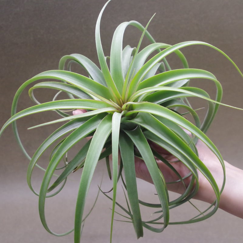コンコロール × ストレプトフィラ 14号 | air-plants TENGU-DO