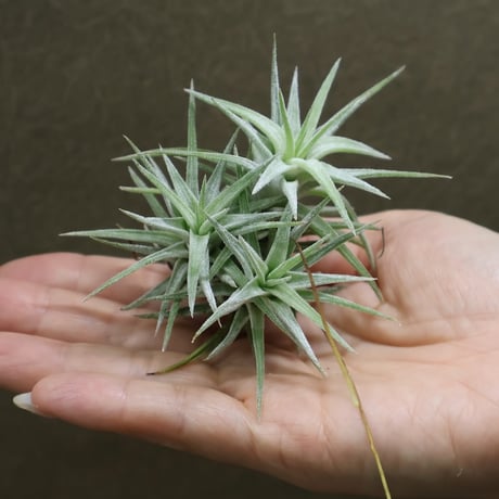 ヘドロ沼 様　ご確認用　イオナンタ バンハイニンギー×ハリスコモンティコラ①〜② ヘドロ沼 様 ご確認用 イオナンタ バンハイニンギー×ハリスコ