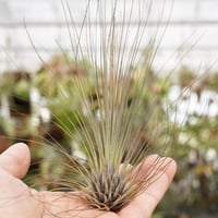 チアペンシス ギガンテスコ 22号 | air-plants TENGU-DO