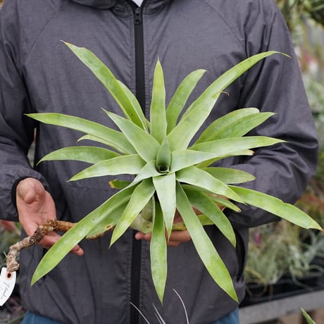 CATEGORY 品種名：I/J/K/L | air-plants TENGU-DO