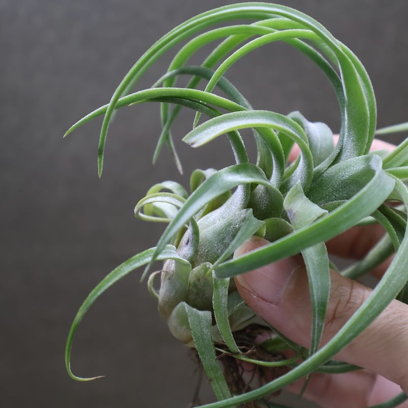 カーリースリム x イオナンタ ロン 01号 | air-plants TENGU-DO