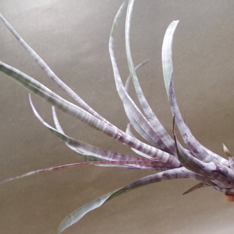 ヒルダエ Lサイズ04号 | air-plants TENGU-DO