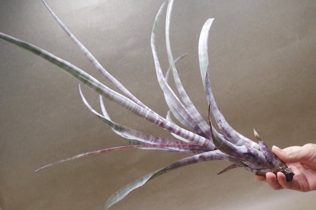 現品】チランジア・ヒルダエ ティランジア・ヒルダエ 7号 B4番