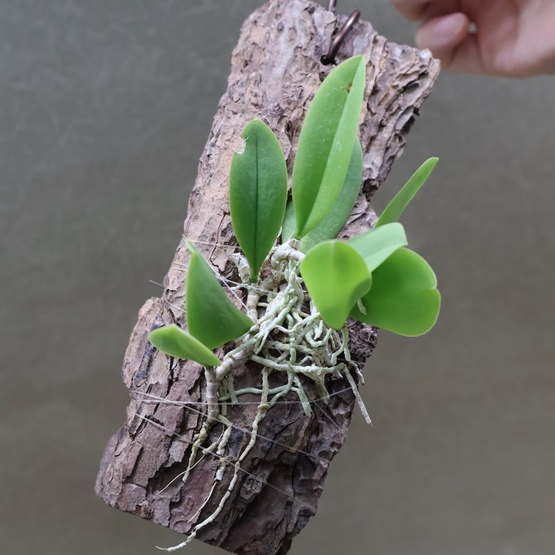 メイラキリウム トリナスタム アルバム 02号 | air-plants TENGU-DO