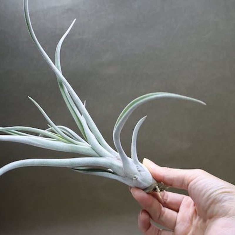 チアペンシス × カプトメドーサエ 02号 | air-plants TENGU-DO チアペンシス × カプトメドーサエ 02号 | air-plants TENGU-DO