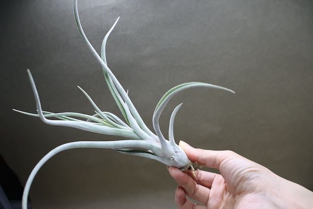 チアペンシス × カプトメドーサエ 02号 | air-plants TENGU-DO