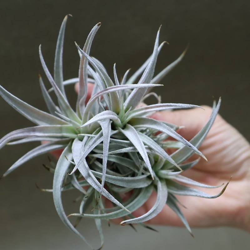 チランジア カルソニアエ × チアペンシス チランジア・カールソニアエ×チアペンシス T. carlsoniae x T