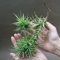 セレリアナ ミニパープル 11号 ※送料込 | air-plants TENGU-DO