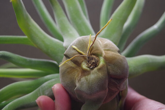 ストレプトフィラ 自然交雑種 12号 | air-plants TENGU-DO