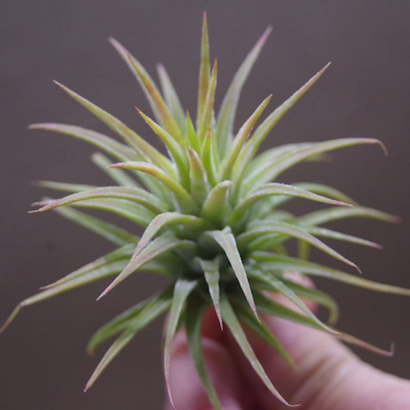 イオナンタ メキシカンゼブリナ 01号 | air-plants TENGU-DO