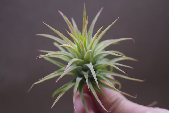 イオナンタ メキシカンゼブリナ 01号 | air-plants TENGU-DO