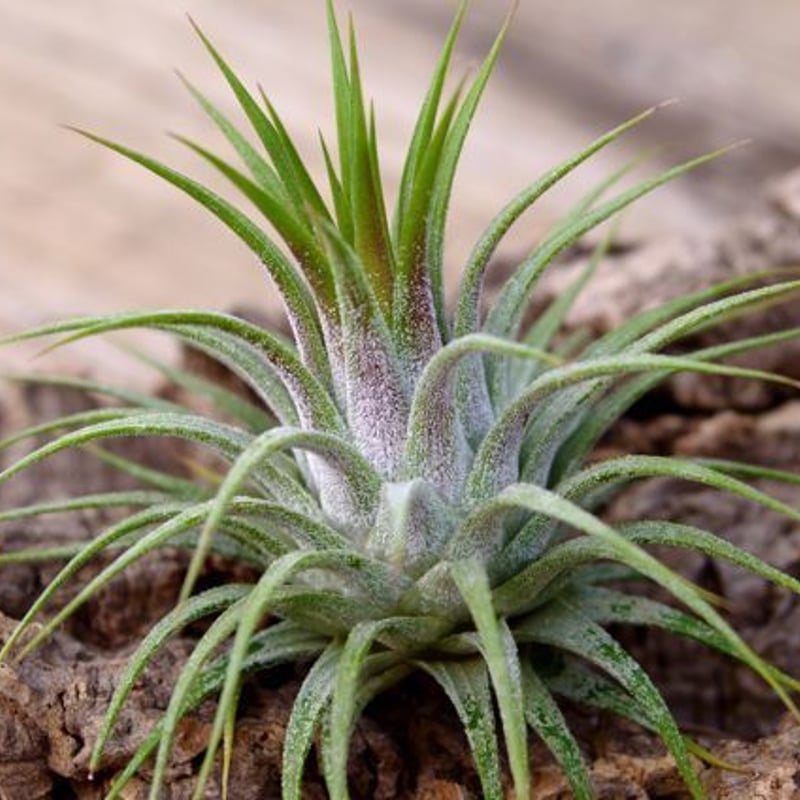 イオナンタ ストリクタ | air-plants TENGU-DO