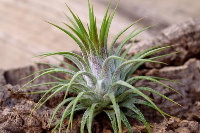 イオナンタ ストリクタ | air-plants TENGU-DO イオナンタ ストリクタ | air-plants TENGU-DO