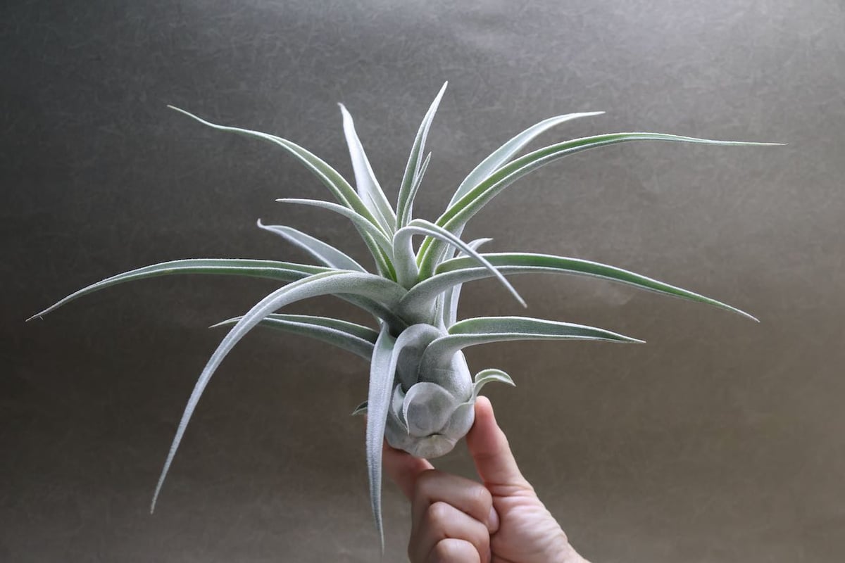 R*o様 チランジアハイブリッド R*o様 チランジアハイブリッド R*o様 チランジアハイブリッド