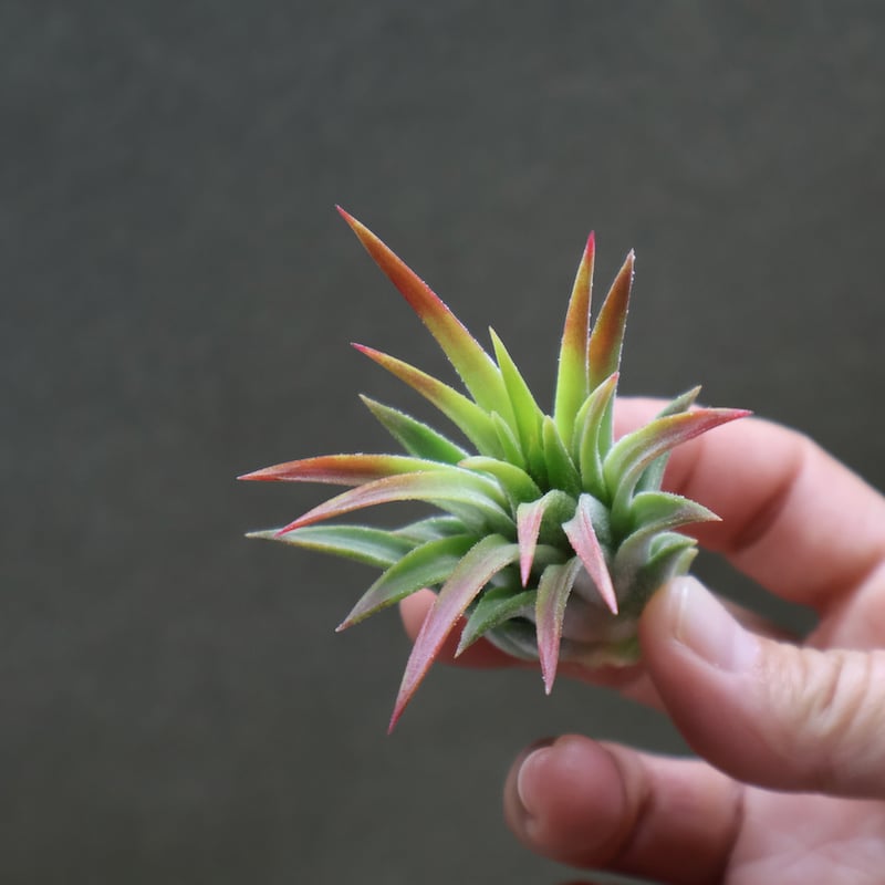 マヤントーテムポール Sサイズ06号 | air-plants TENGU-DO